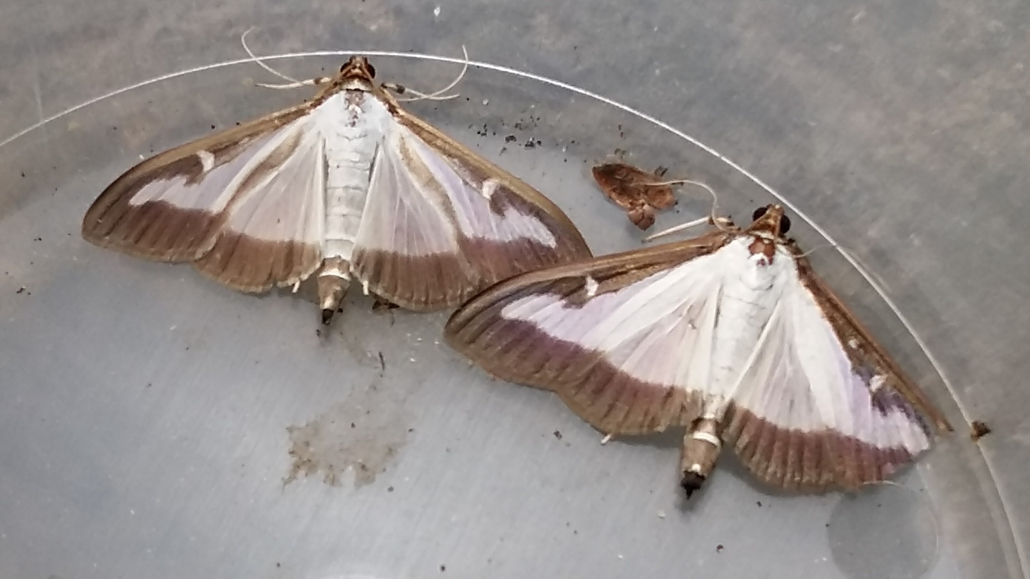 2025. évi 14. növényvédelmi felhívás