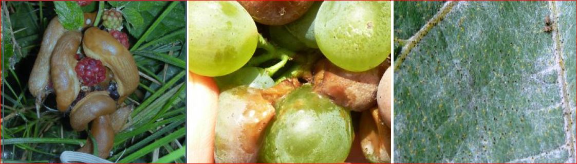 Zsigó György – Hasznos közlendők kertbarátoknak – 2016/20