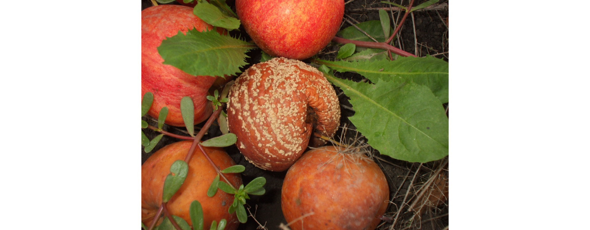 Növényvédelmi teendők – 2019. október 24-29.