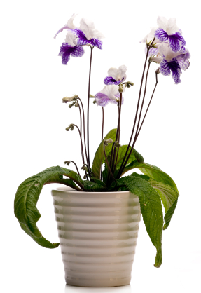 A fokföldi kankalin, mint télen virágzó szobanövény