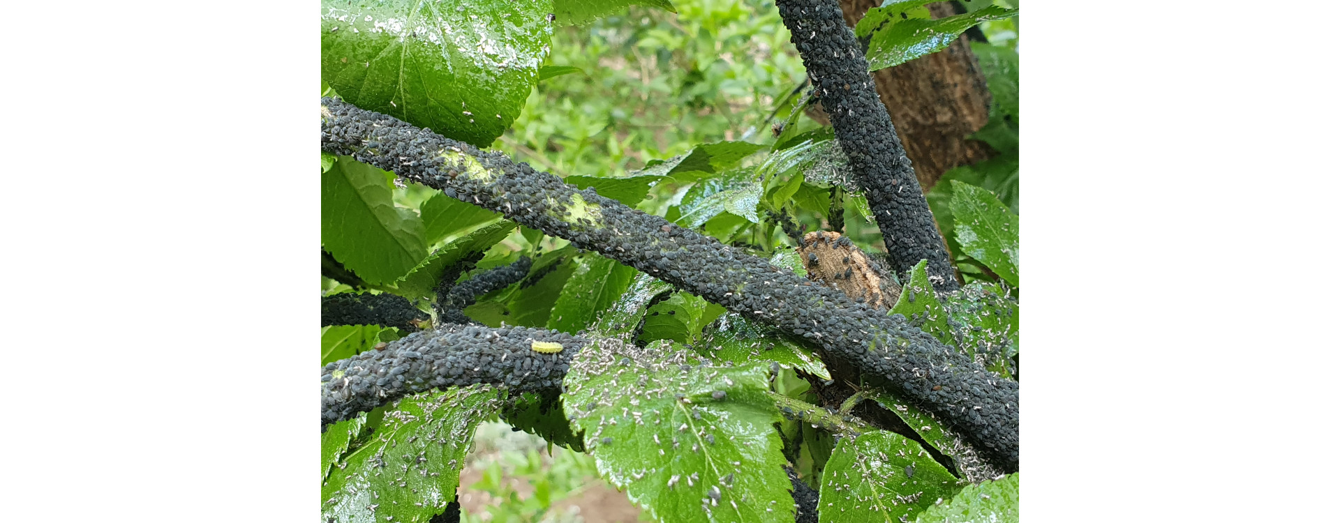 2021. évi 10. növényvédelmi felhívás – Zsigó György