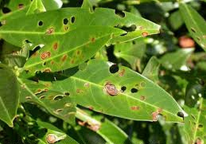 Növényvédelmi teendők – 2018. szeptember 1-7.