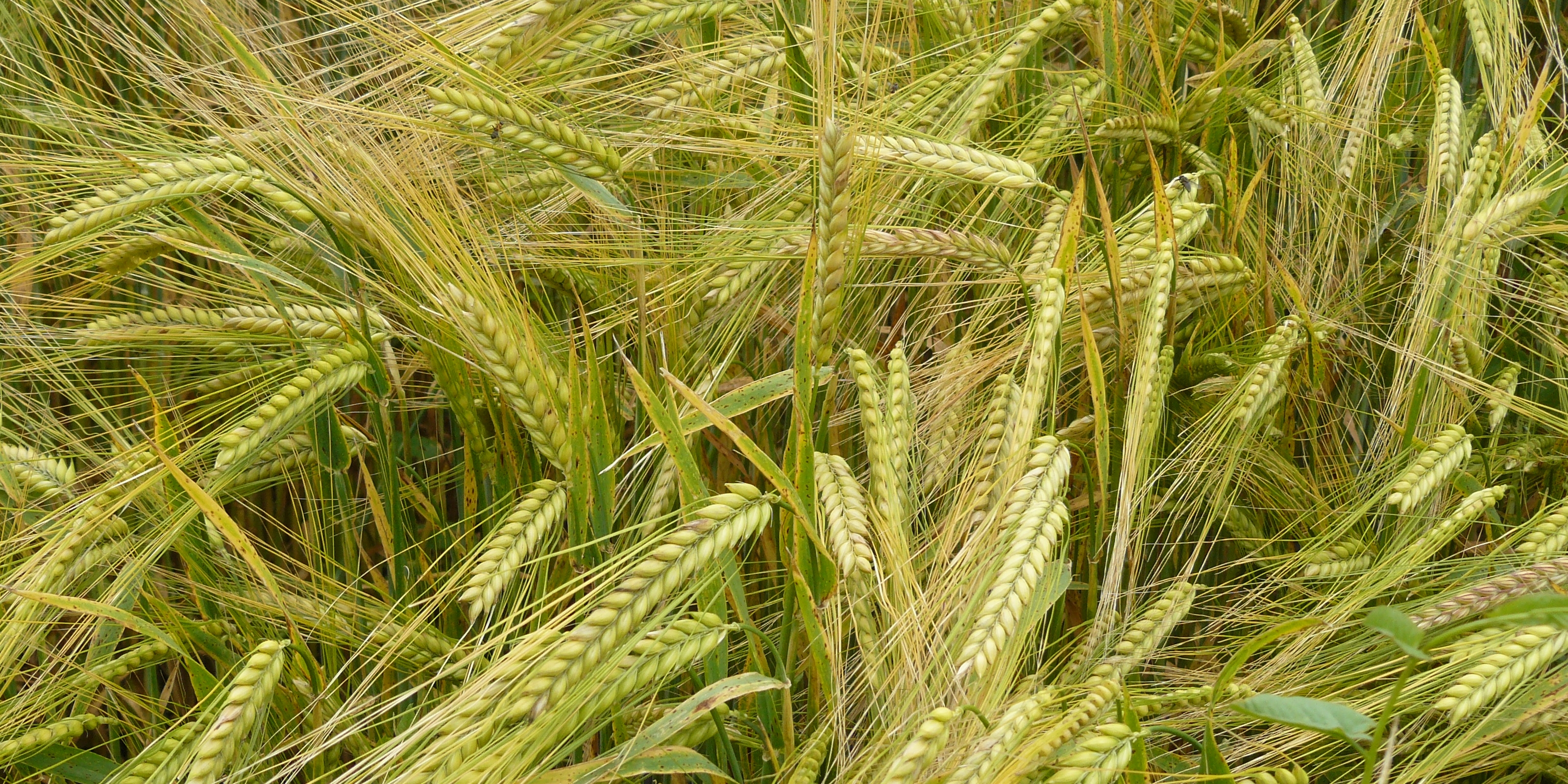 DAN műtrágyák és a termelékenység