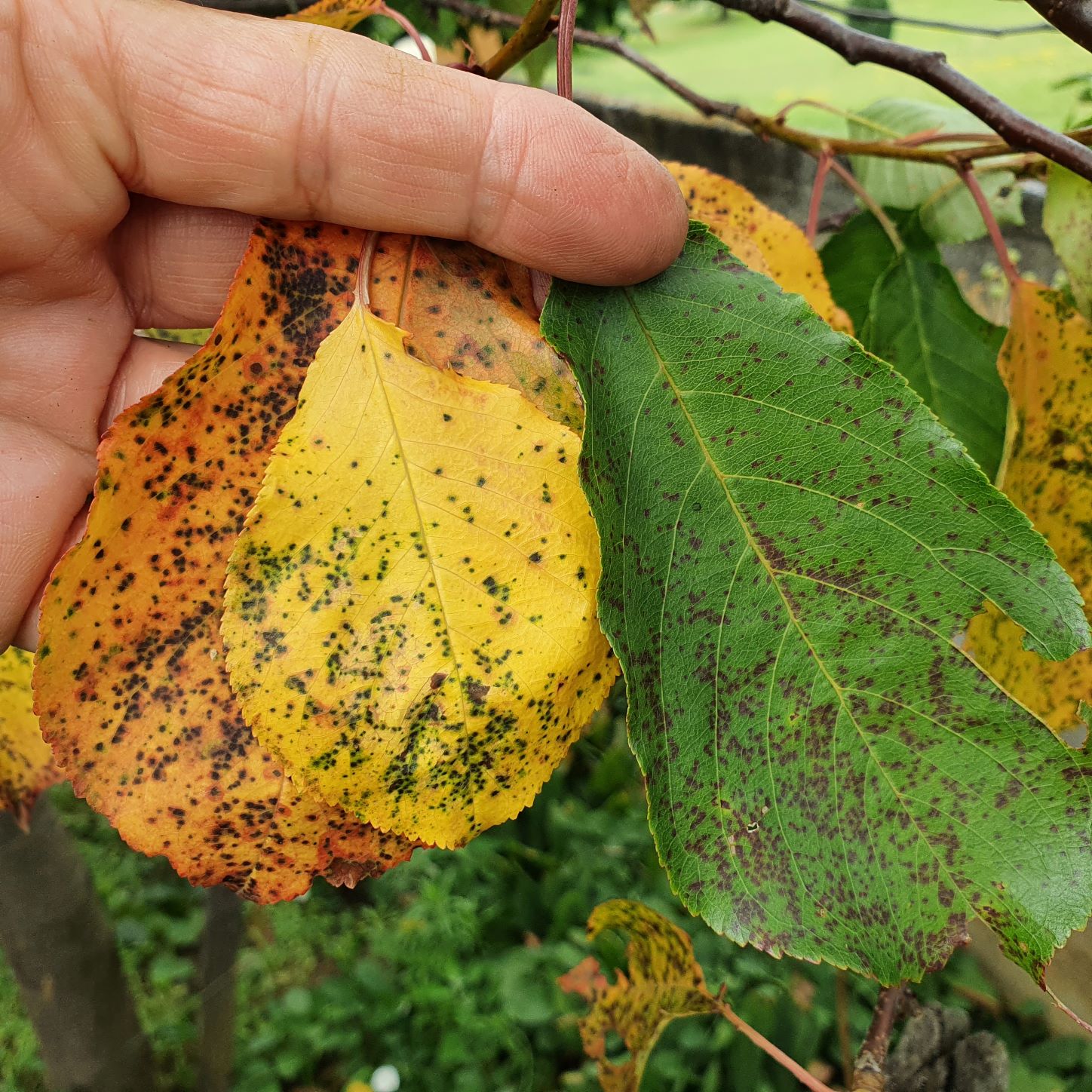 2022. évi 13. növényvédelmi felhívás – Zsigó György