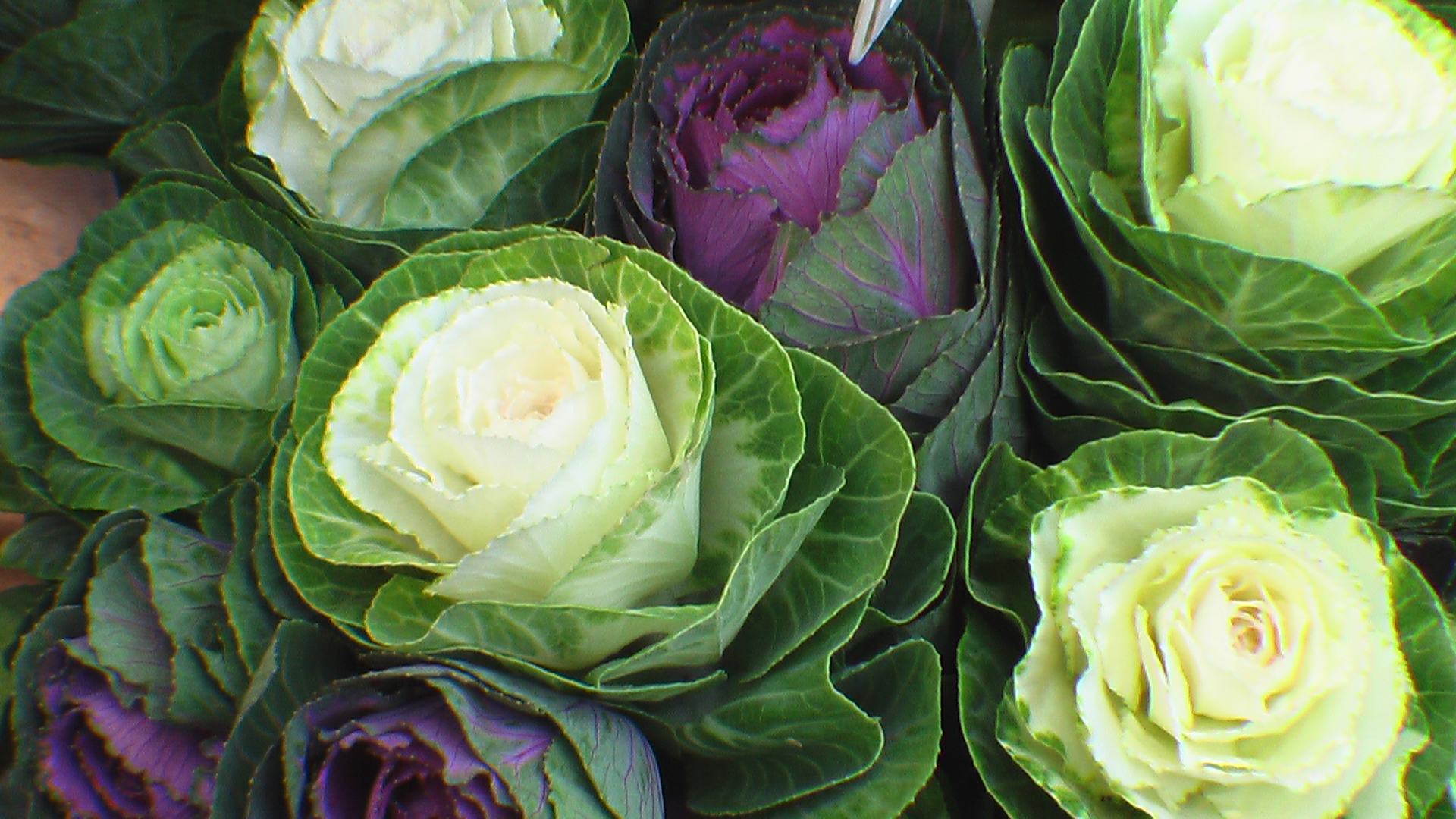 Téli díszkáposztát a kertbe