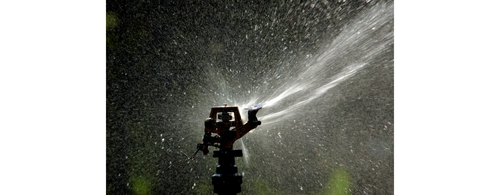 Növényvédelmi teendők – 2021. június 24-30.