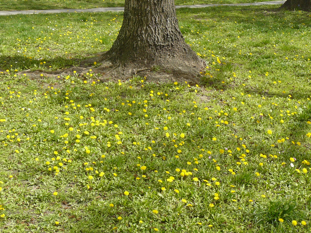 Érdekes növényvilág, a pitypang