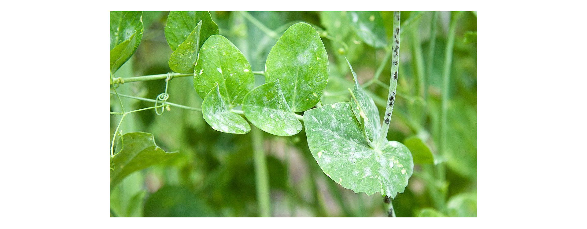 Növényvédelmi teendők – 2020. április 11-17.