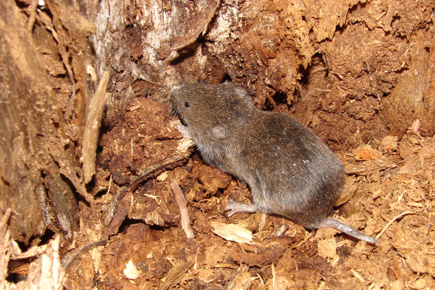 Adatlap Redentin 75 RB engedélyéhez