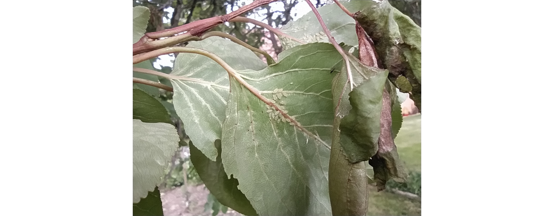 Növényvédelmi teendők – 2021. május 27. - június 2.