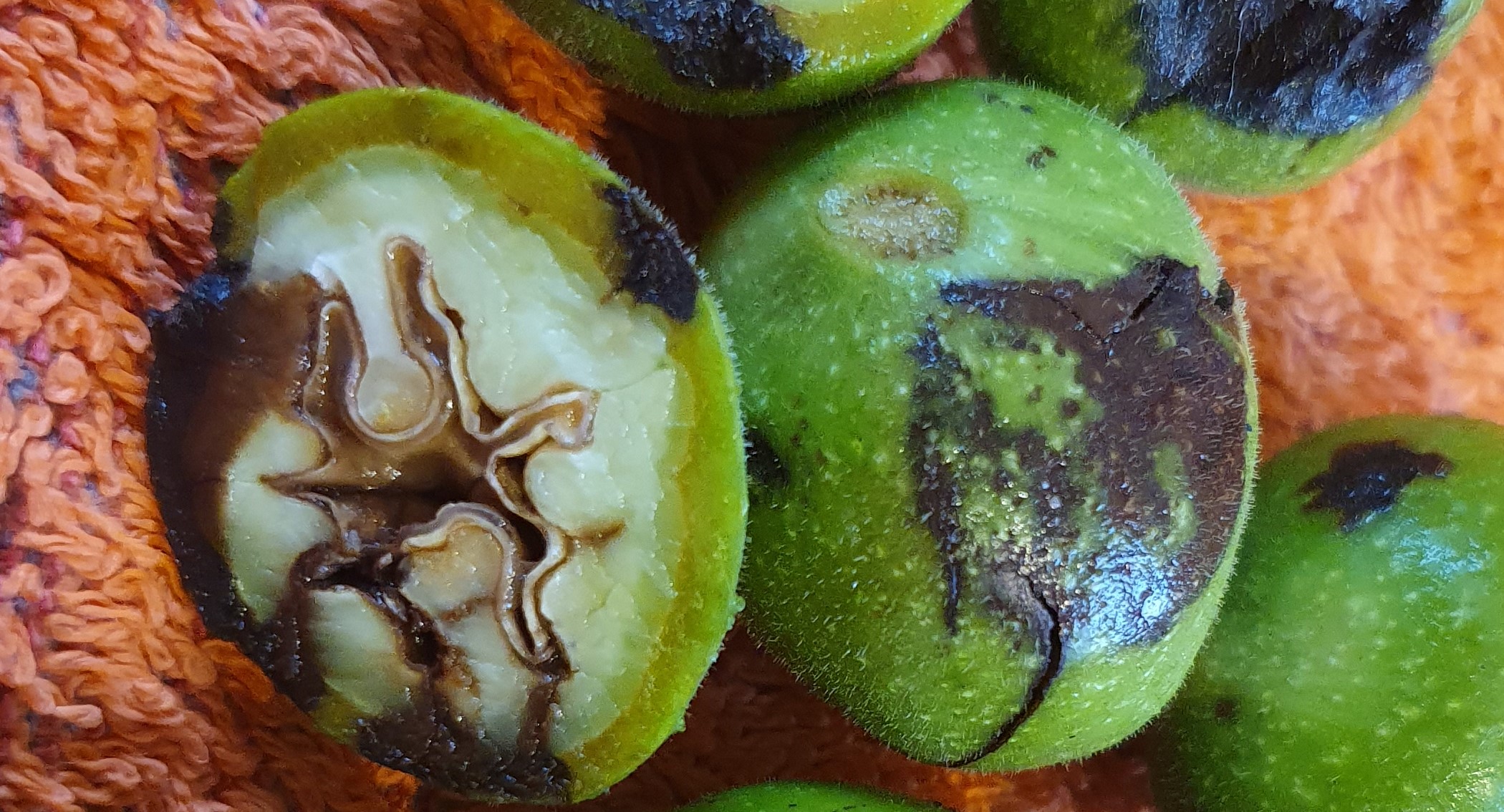 2023. évi 14. növényvédelmi felhívás – Zsigó György