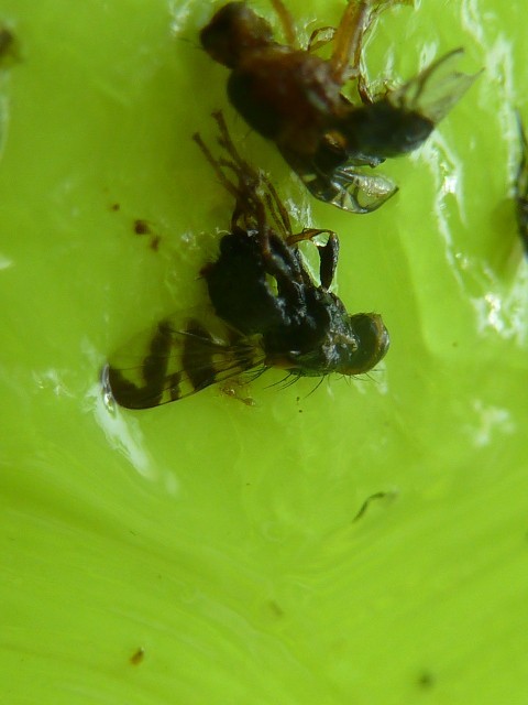 Növényvédelmi helyzetjelentés, 2018.05.10.  Zsígó György