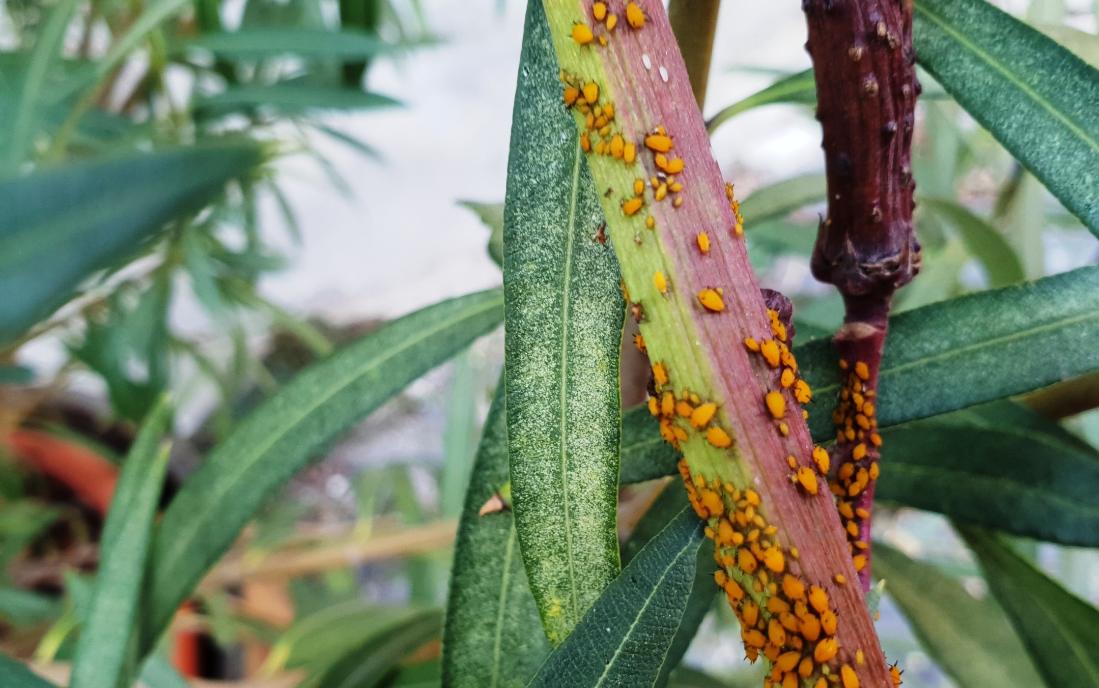 Növényvédelmi teendők – 2024. március 4. hét