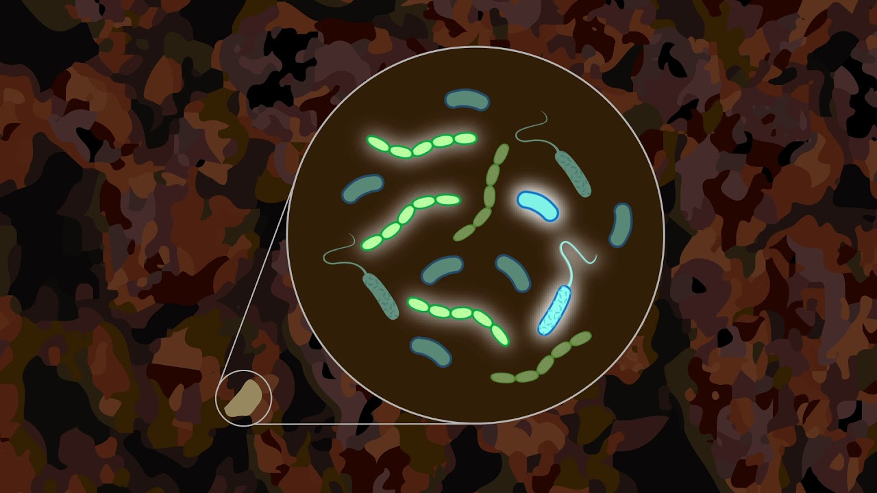 2022. évi 2. növényvédelmi „talajos” felhívás – Zsigó György