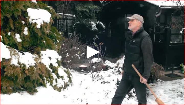 Örökzöldek téli ápolása