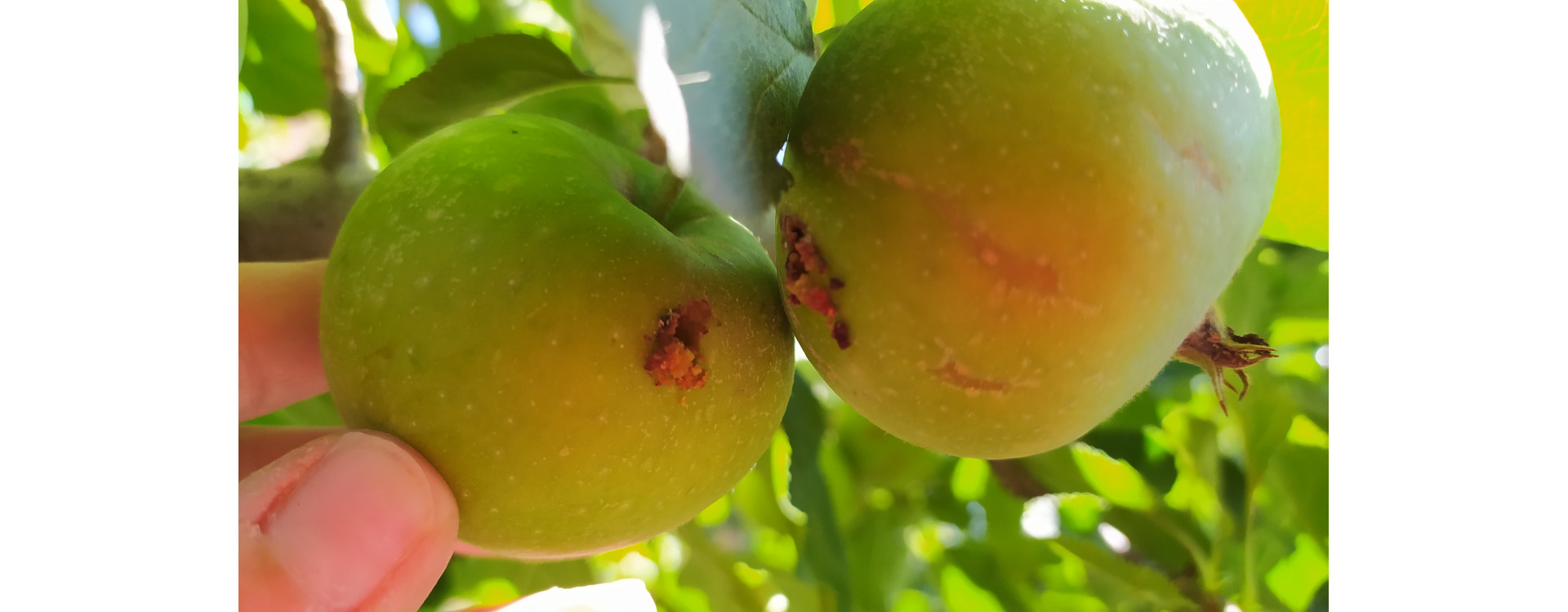 Növényvédelmi teendők – 2021. július 29.-augusztus 4.