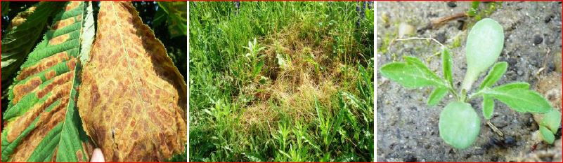 Időszerű növényvédelmi teendők a közterületeken – 2016/6