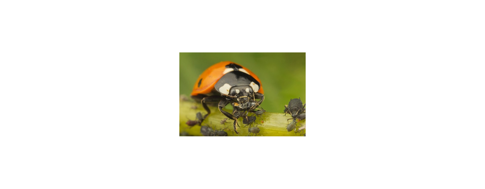 Növényvédelmi teendők – 2020. május 16-22.