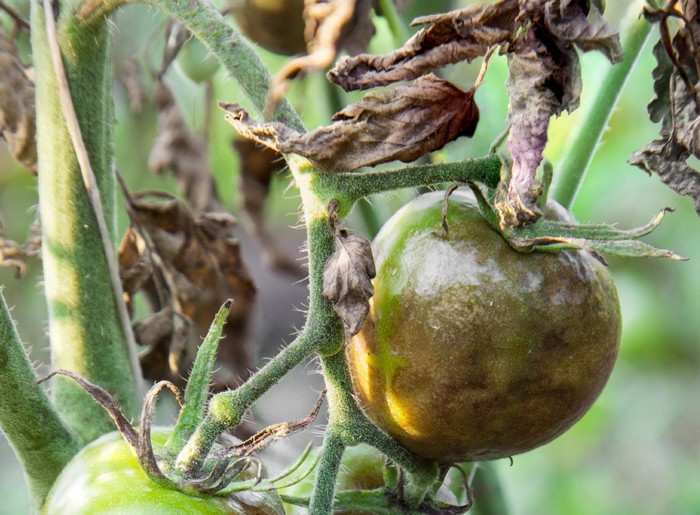 Növényvédelmi teendők – 2018. július 14-20.