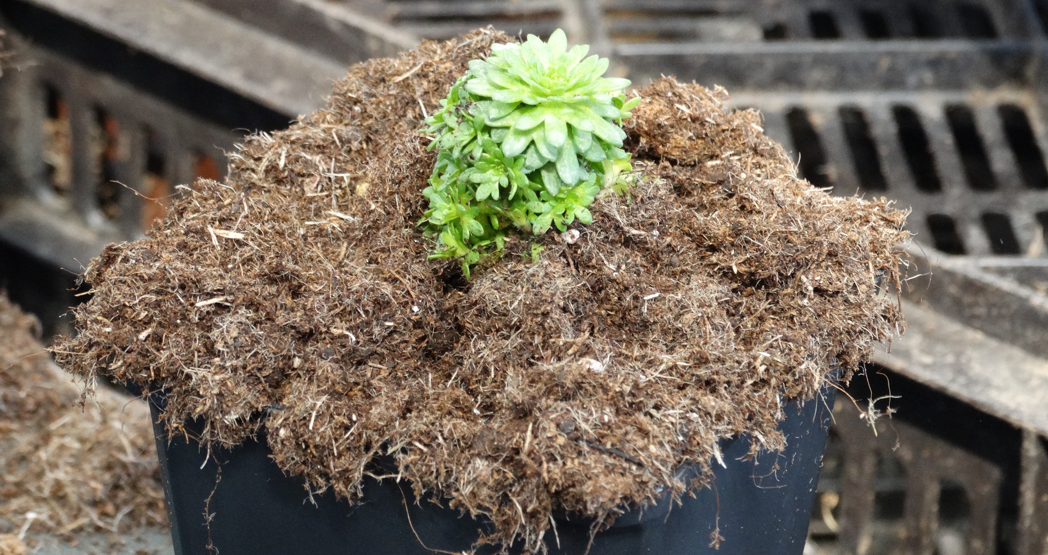 Van-e élet a tőzeg után?