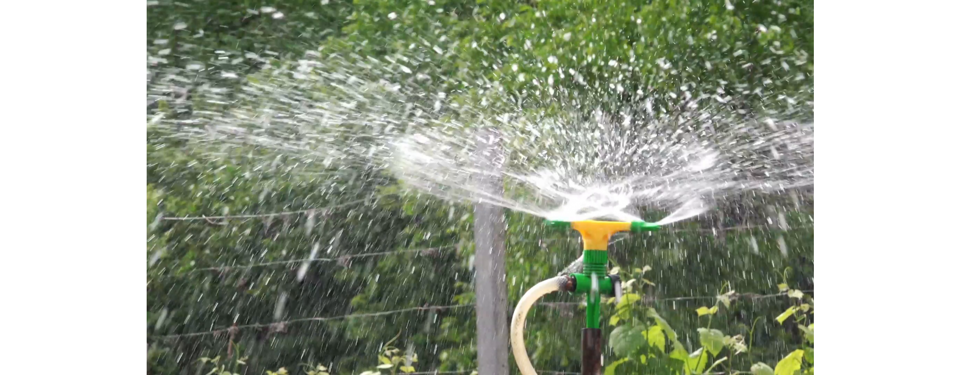 Növényvédelmi teendők – 2019. augusztus 15-21.