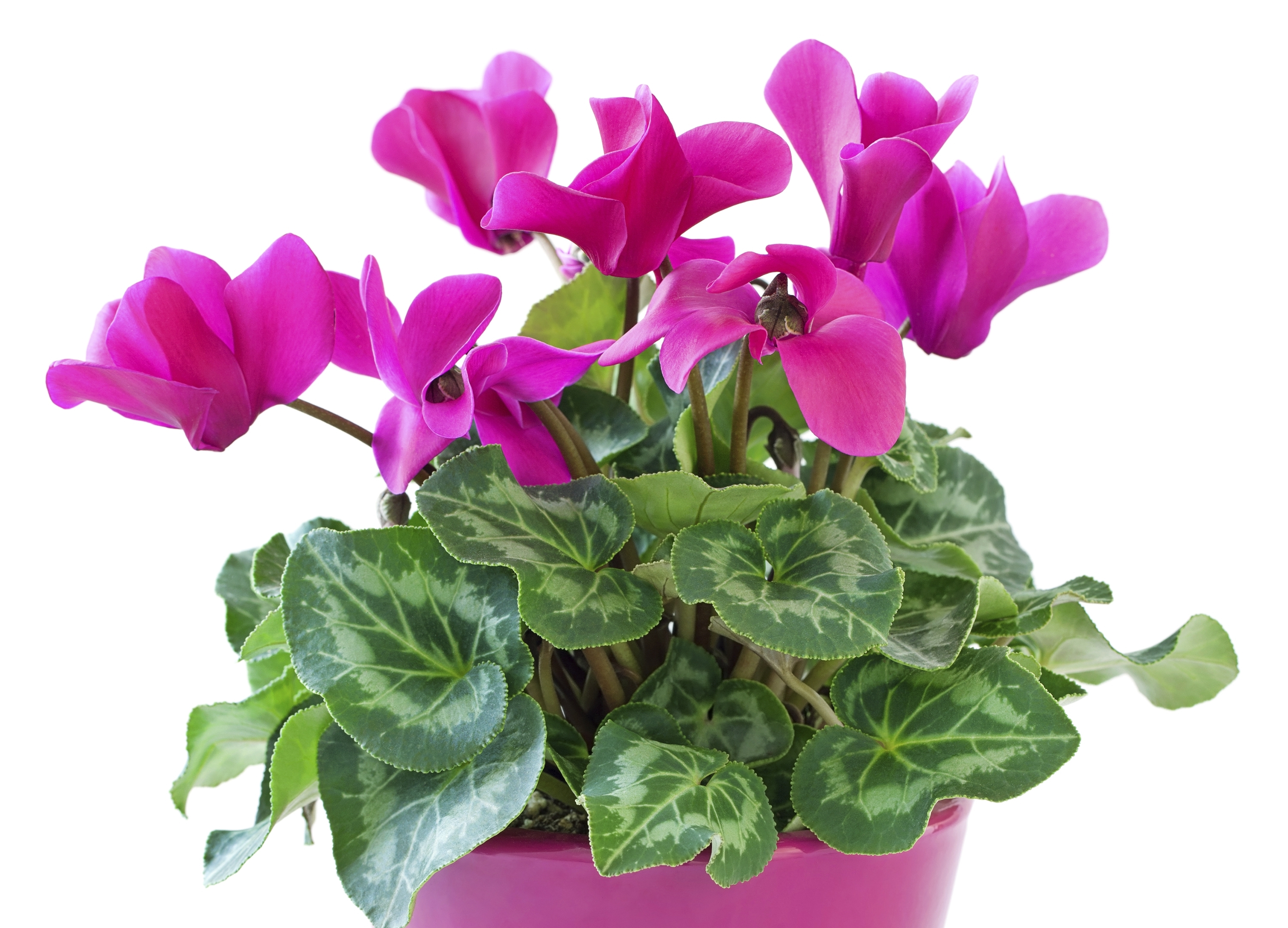 Új termék a Vertimec Pro rovarölő permetezőszer