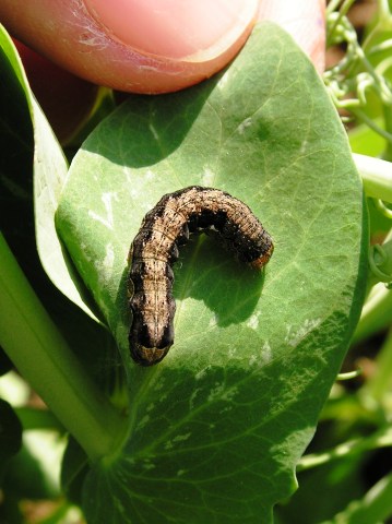 Zsigó György – Hasznos közlendők kertbarátoknak – 2014/11