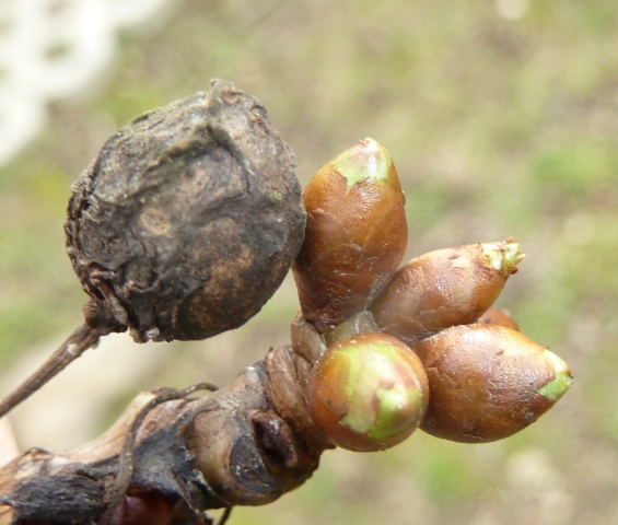 Zsigó György - Hasznos közlendők kertbarátoknak  - 2014/1