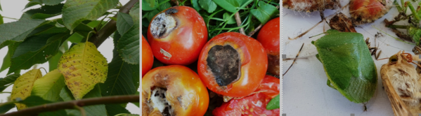 Zsigó György – Hasznos közlendők kertbarátoknak – 2018/14