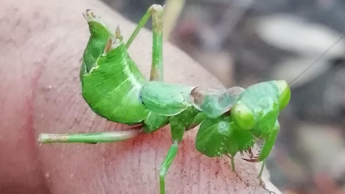 Betelepülő imádkozó sáskák Magyarországon