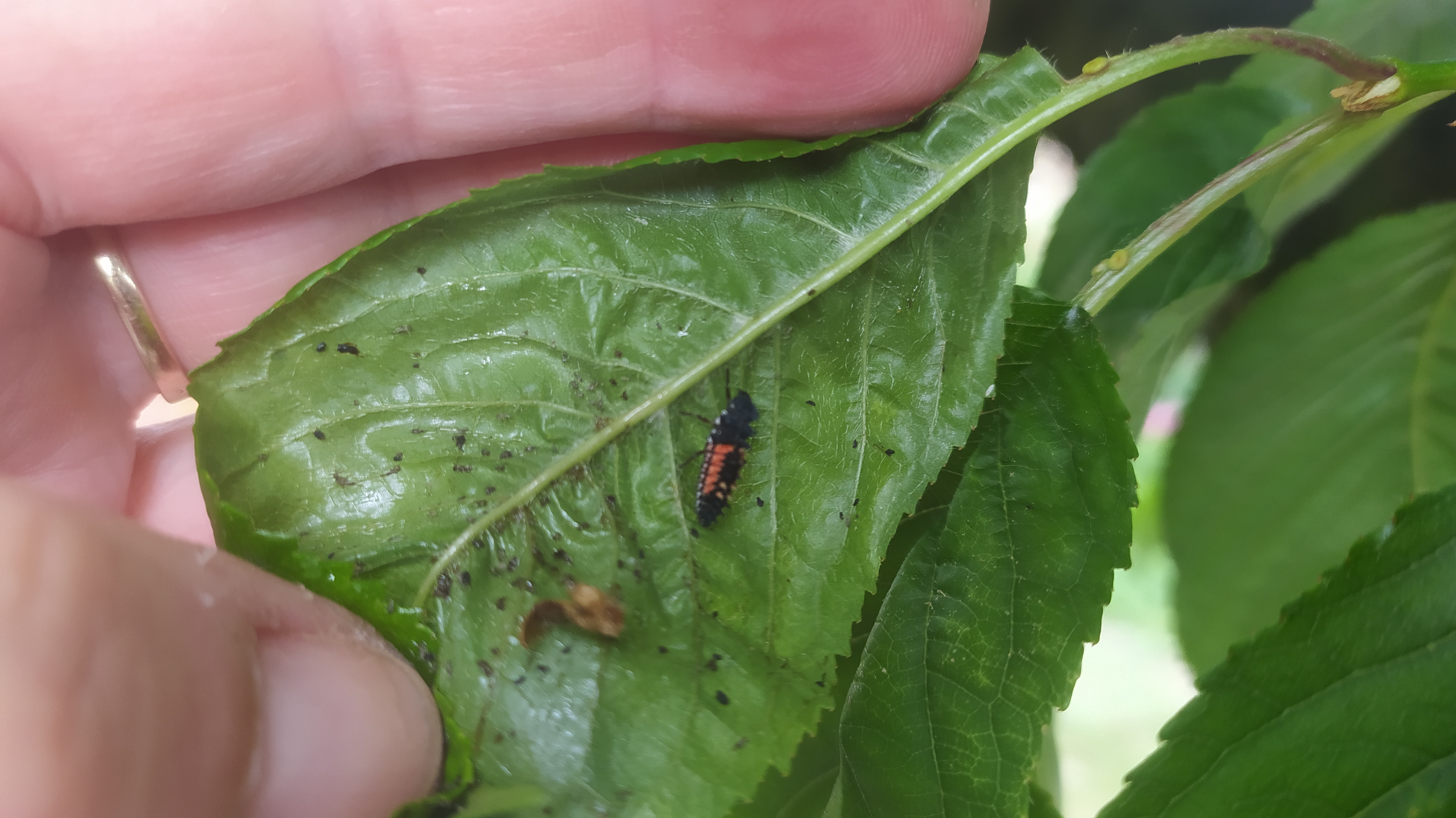 Növényvédelmi teendők – 2022. május 27. - június 2.