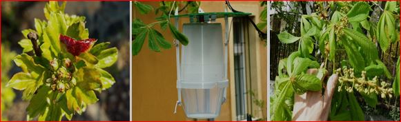 Időszerű növényvédelmi teendők a közterületeken 2017. évi 2. levél