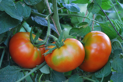 Növényvédelmi teendők – 2021. szeptember 2-8.