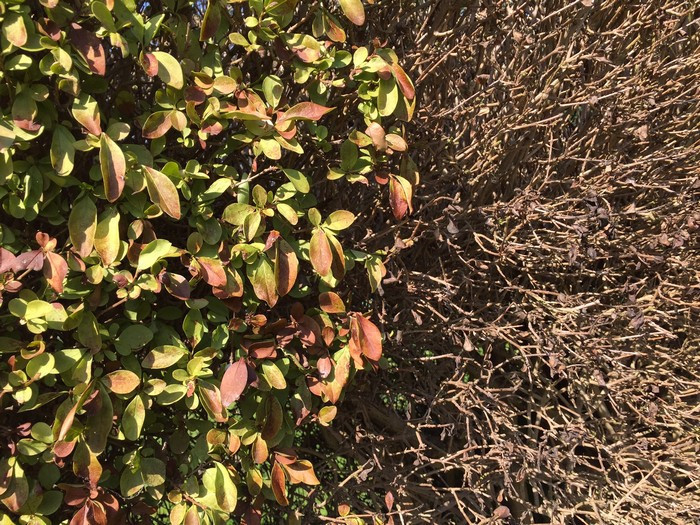 Növényvédelmi teendők – 2018. augusztus 25-31.