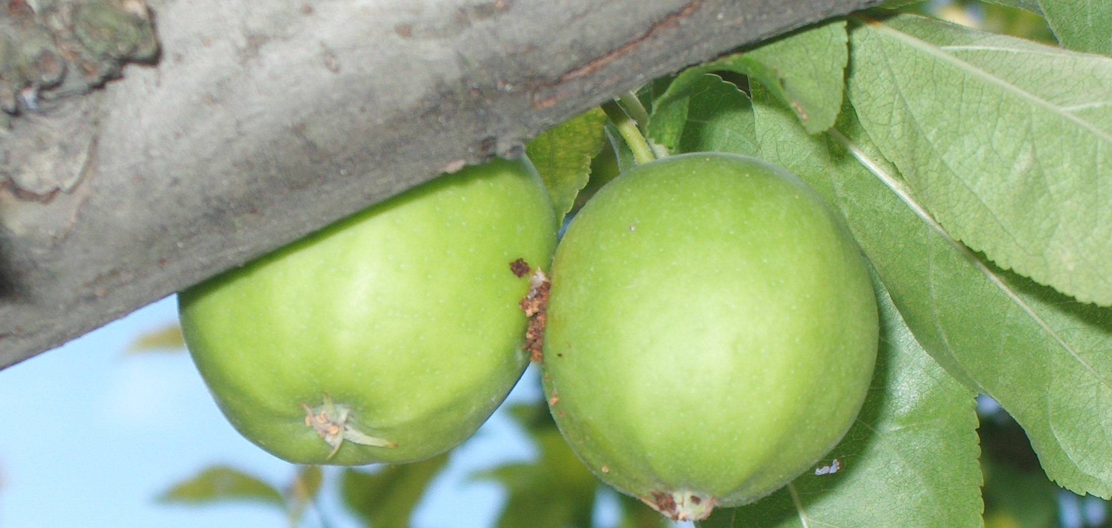 2023. évi 8. növényvédelmi felhívás – Zsigó György