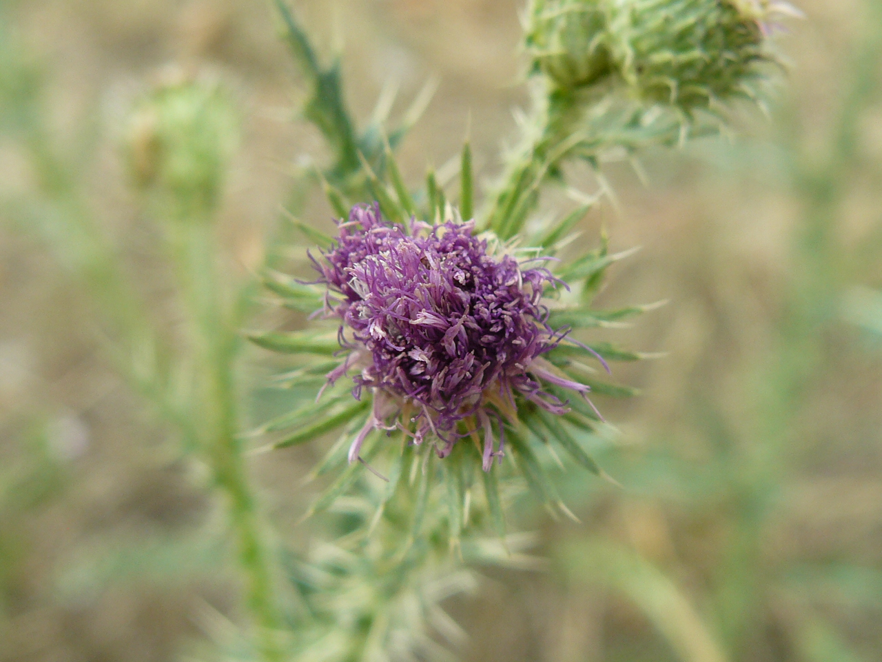 A növényvédő szerek csoportosítása /5