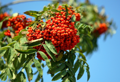 A színes berkenye előrukkolt