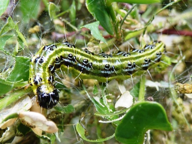 Zsigó György – Hasznos közlendők kertbarátoknak – 2014/20