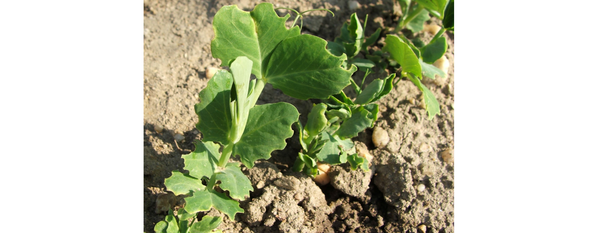 Növényvédelmi teendők – 2021. április 15.-21.