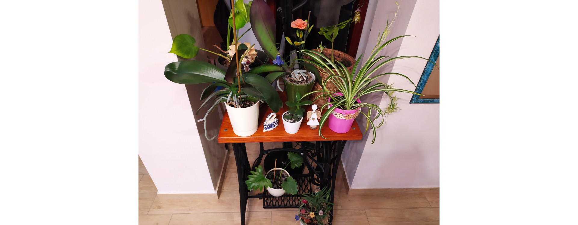 10 gyakori hiba, amivel télen árthatunk a szobanövényeknek