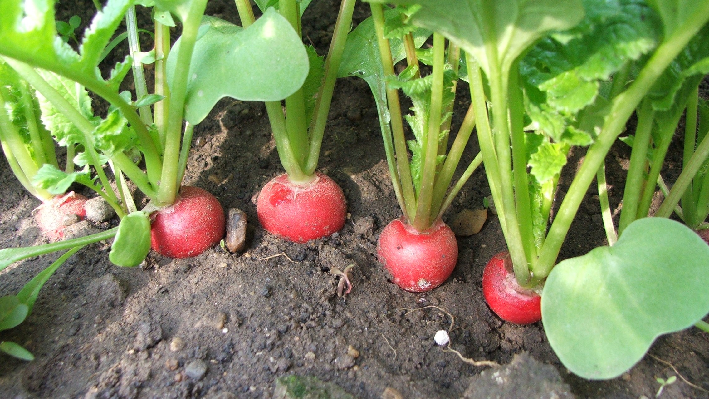 Március slágere a hónapos retek