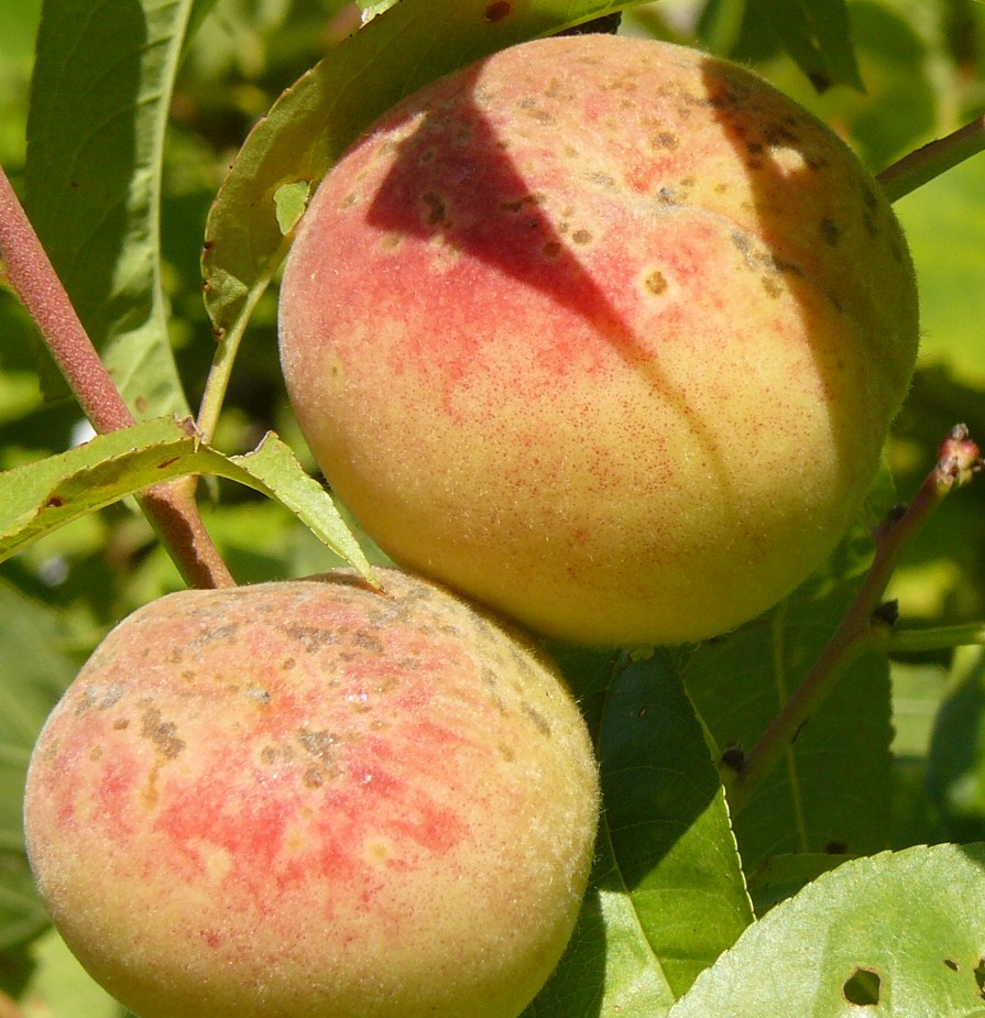 Most már Eucarol Plus néven is