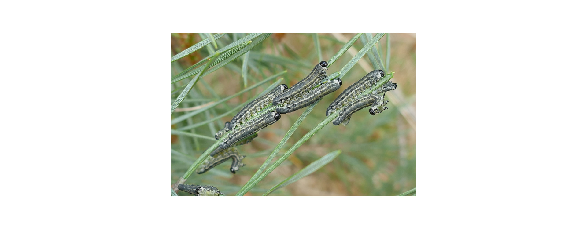 Növényvédelmi teendők – 2019. május 16-22.