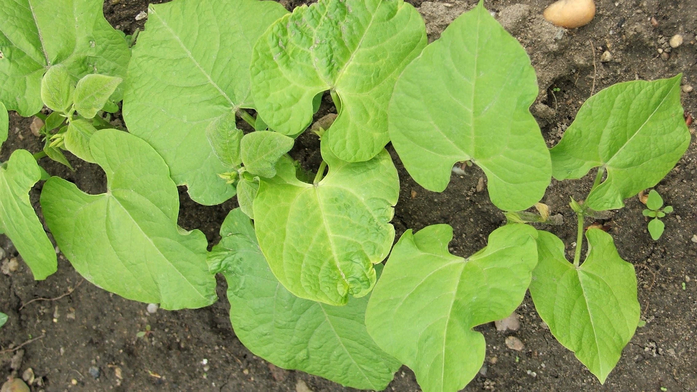 Amikor babra megy a játék… A bab vetése és gondozása