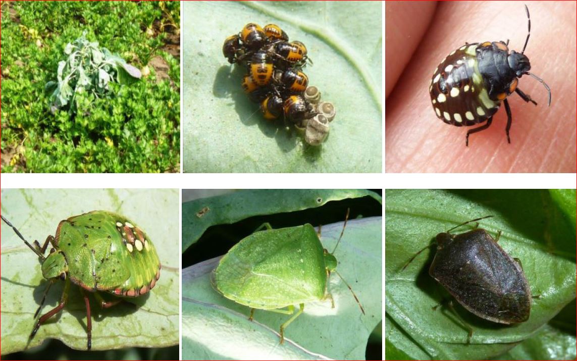 Zsigó György – Hasznos közlendők kertbarátoknak – 2016/21