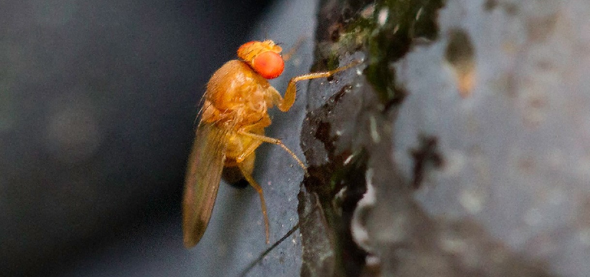 Növényvédelmi teendők – 2023. szeptember 4. hét