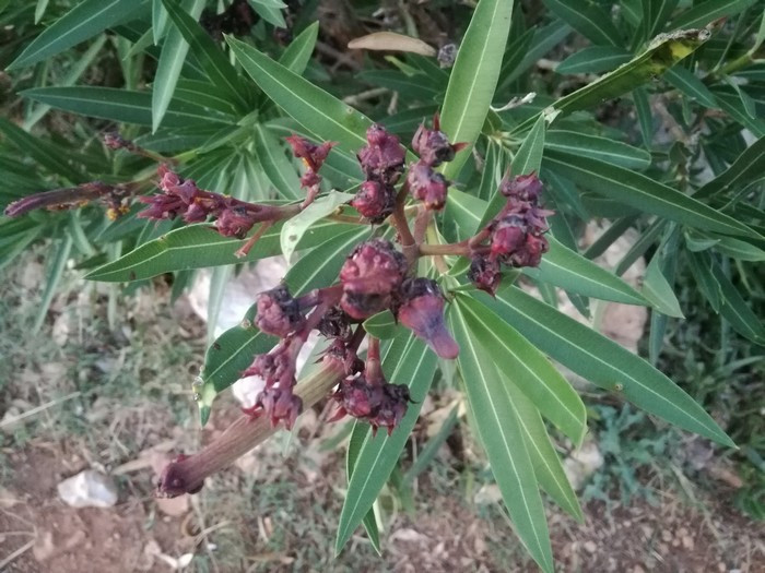 Növényvédelmi teendők – 2018. augusztus 4-10.