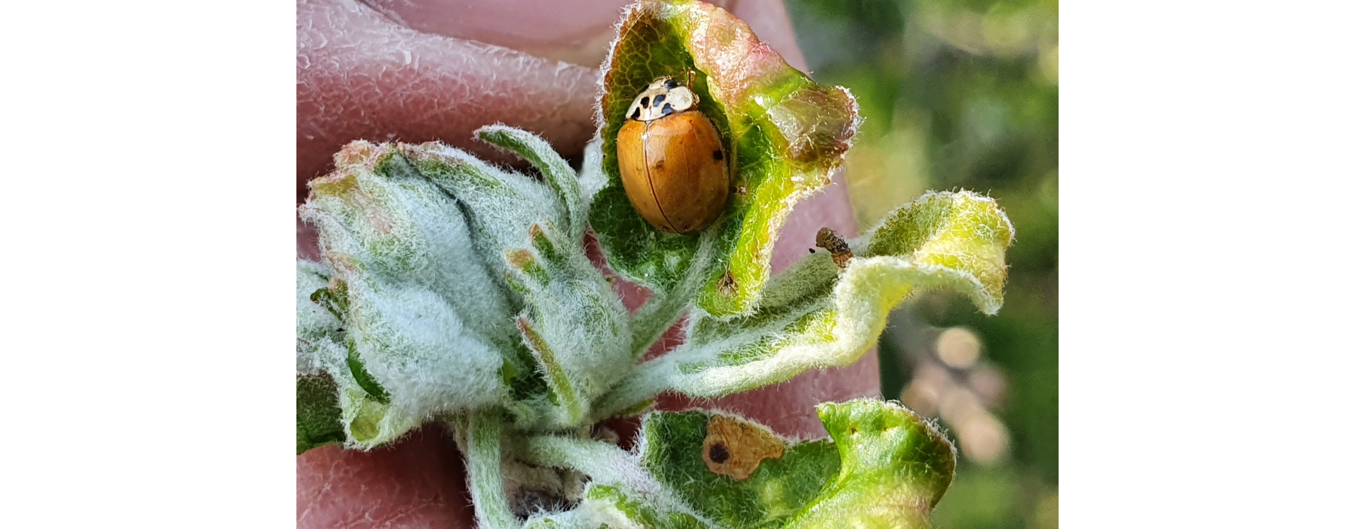 2021. évi 8. növényvédelmi felhívás – Zsigó György