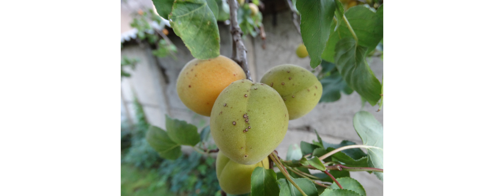 Növényvédelmi teendők – 2019. július 11-17.