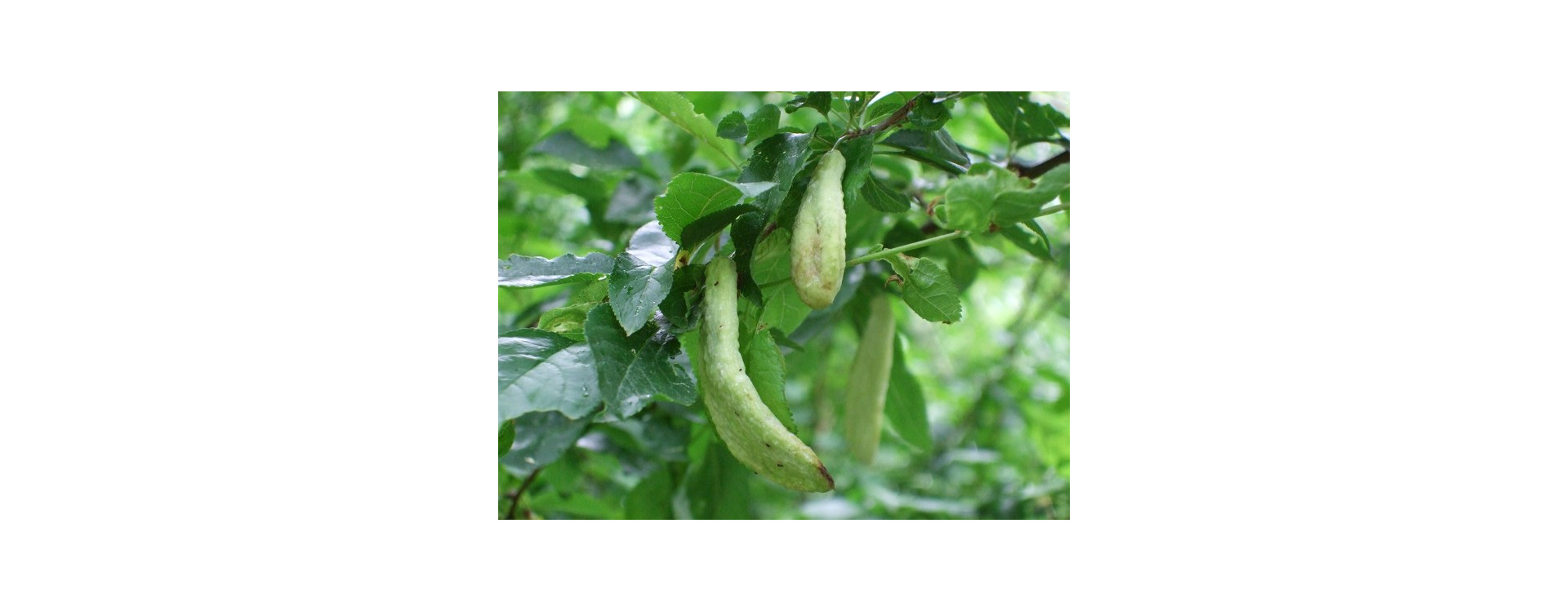 Növényvédelmi teendők – 2019. április 11-17.